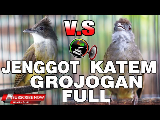 KAPAS TEMBAK GACOR VS CUCAK JENGGOT GACOR FULL BESET KASAR NRINTING COCOK UNTUK MASTERAN MURAI BATU class=