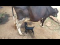 Cow give milk to goat