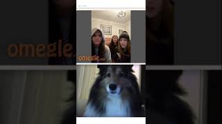 Cute Dog JUMPSCARE PRANK on Omegle - #shorts