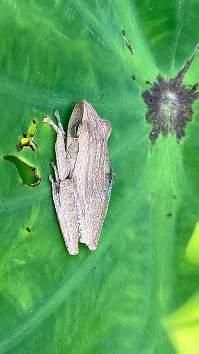 #190825 con gì đây cả nhà 🥸🥸 #thiênnhiên