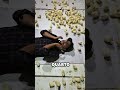 Ele deitou em um quarto cheio de pintinhos 😯 #viral #curiosidades