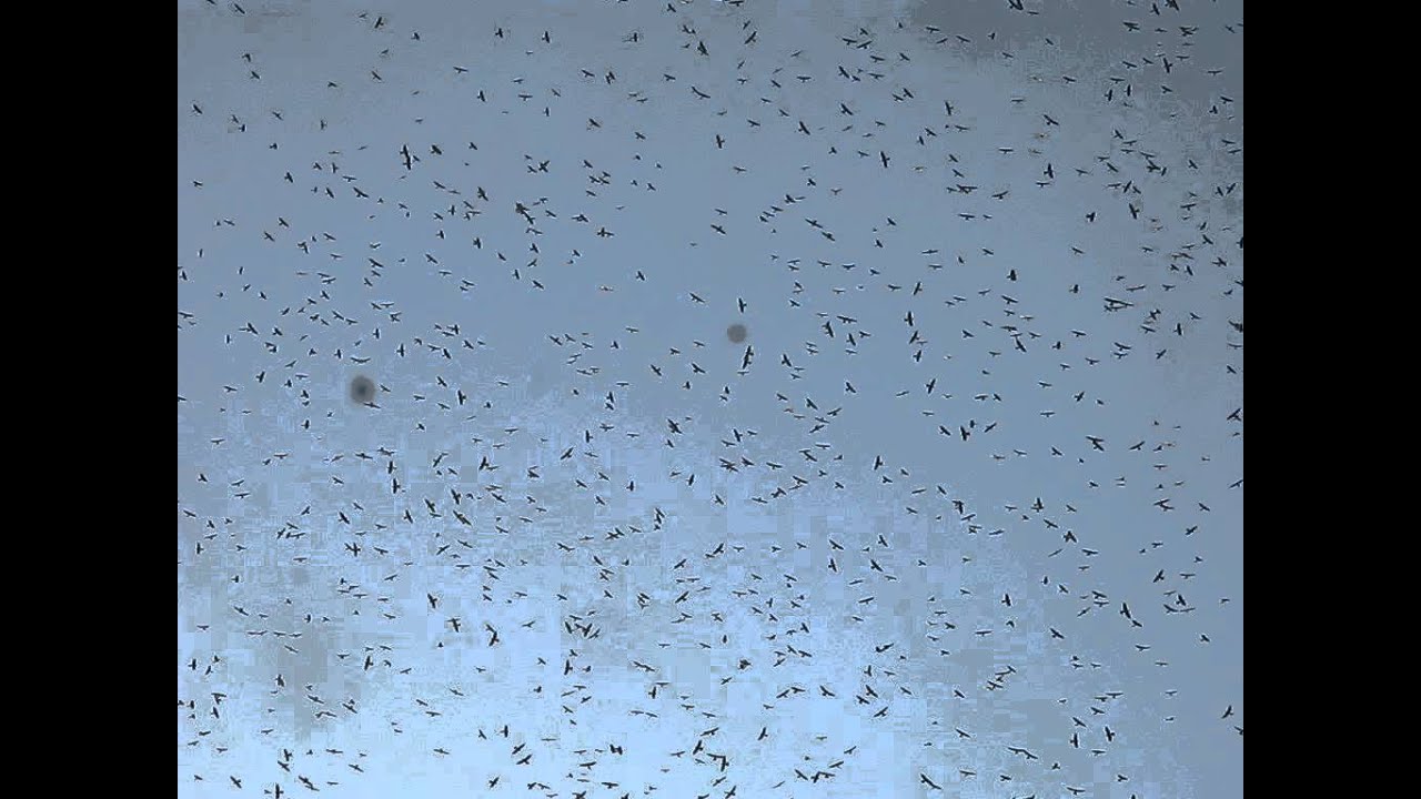 Levant Sparrowhawks on migration from Africa to Eurasia 
