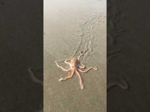 Video: Soothsaying Octopus Prognostiziert Weltcupsieger [VID] - Matador Network