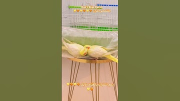 تلاوه عطره من القران الكريم #اكسبلور #cutebird #foryou #birds