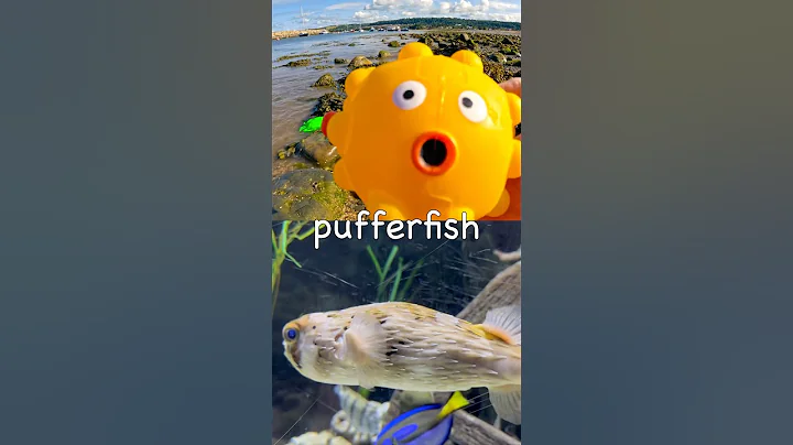 Harbour Learning | Sea Animal Names for Kids: Pufferfish Clownfish Cuttlefish Sea Lion Whale