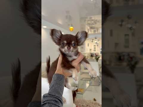 Chihuahua S Puppy Voice VS Now