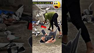 pigeon catching video 👍 | #pigeontips #pigeon #kabootar #kabootarbazi #shorts