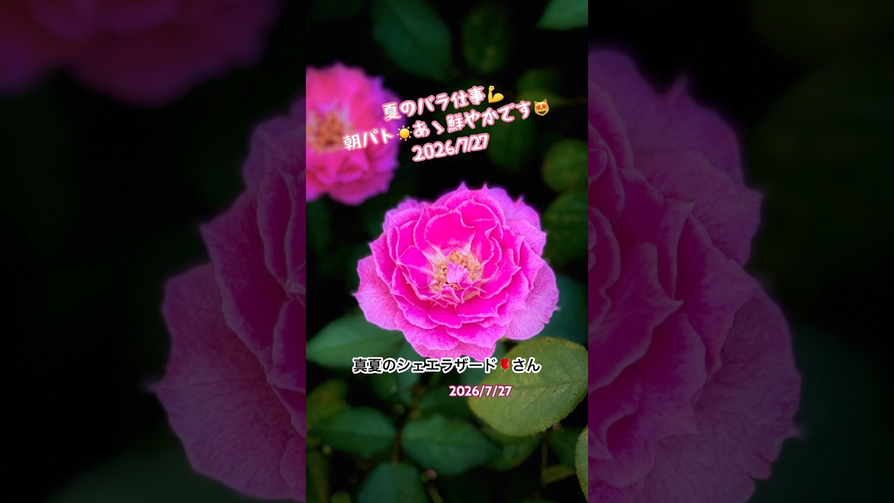 🌹2026夏のバラ仕事💪朝パト☀️あゝ鮮やかです😊2026/7/27 #バラ栽培