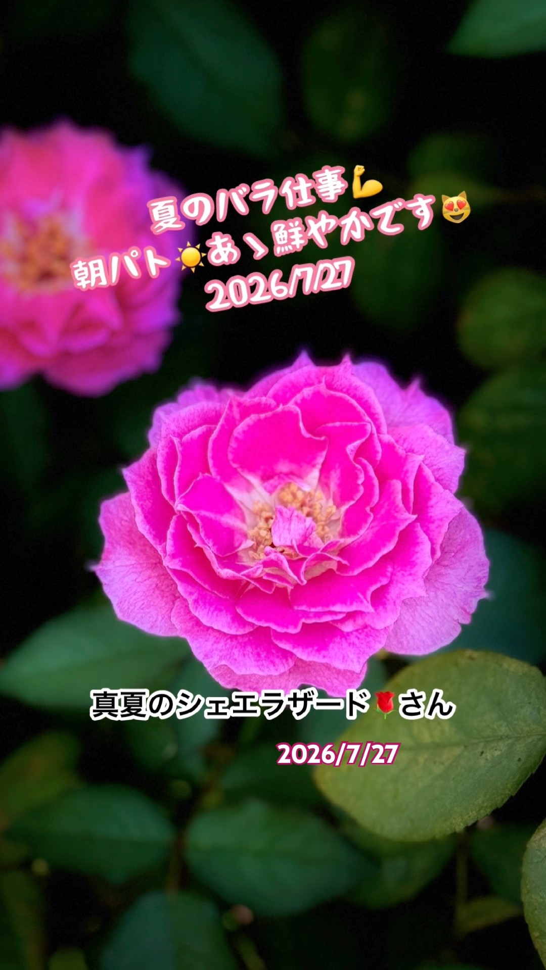 🌹2026夏のバラ仕事💪朝パト☀️あゝ鮮やかです😊2026/7/27 #バラ栽培