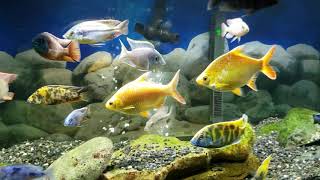 Golden Tinfoil Barbs with African Cichlids