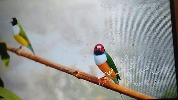 ما تيسر من سورة النور بصوت الشيخ سعد الغامدي