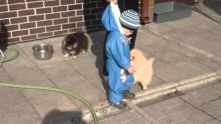 Шпицы(, 2015-10-01T10:04:52.000Z)