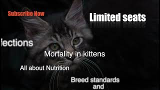 23rd July, Certificate Course in Feline management by @TheFelineClubofIndia  Book Now by The Feline Club of India 114 views 2 years ago 15 seconds