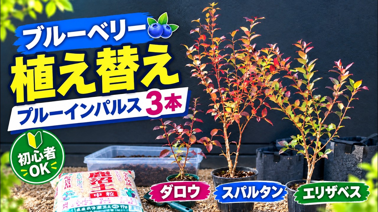 Shocking Results] What happened when I repotted a plant with