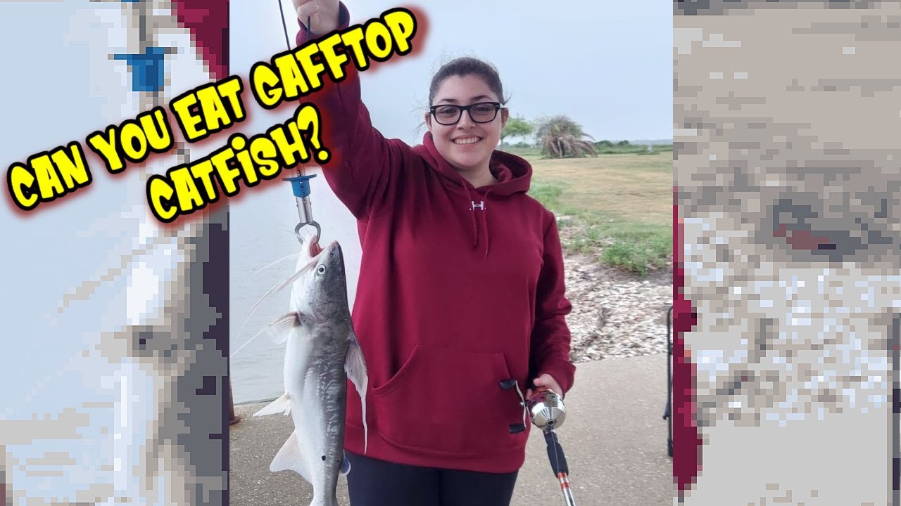 CAN YOU EAT GAFFTOPSAIL CATFISH Cooking CATFISH YouTube