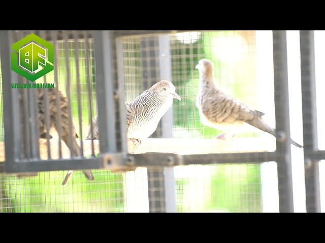 Suara Perkutut Bangkok Prospek Lomba Ring CAKRAWALA BIRD FARM - SUTAJAYA BIRD FARM class=