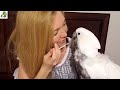 Victoria Cockatoo Update After Her Medical Emergency and How I Give My Parrot Medicine
