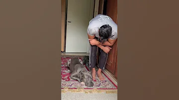 طه اسعد يعاقب زورو شوفو السبب 