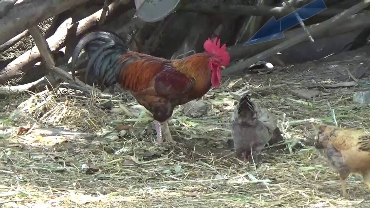 Hình ảnh động vật sống trong gia đình | tiếng kêu con gà trống, đố ...