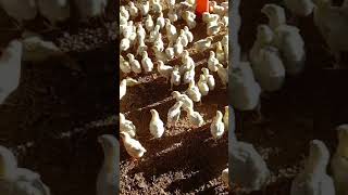 chicks Poultry Farm murig farm Poultry Farm business plan #short#chicken#farm#murgi#murgi#poultry