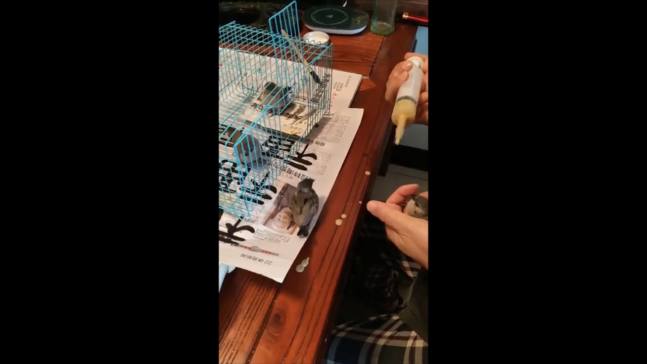 手养文雀 hand raised birds -- Java sparrow