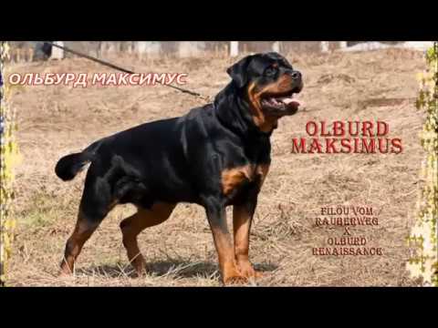 Ротвейлер ОЛЬБУРД МАКСИМУС