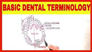 BASIC DENTAL TERMINOLOGY