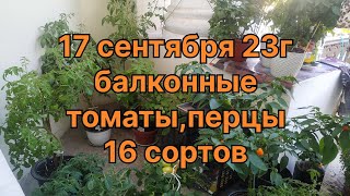 17 сентября. Балконные томаты, 16 сортов. 3 перца. Таймкод в закрепе