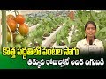 Crops Farming in Hydroponic Technology || Hydroponic Agriculture || SumanTV Rythu