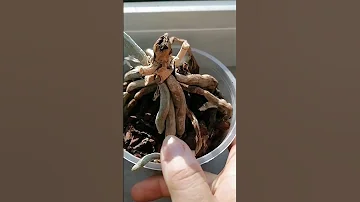 Орхидея без листьев-что делать? Orchideen ohne Blätter, пенёк орхидеи - но живые корни!