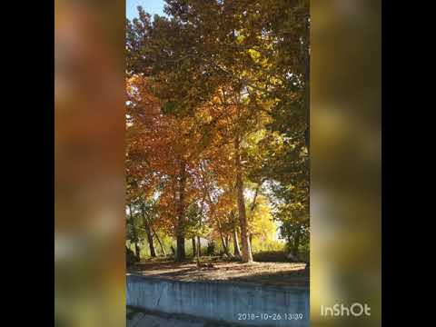 Ортик О Косани Гу заллар ку зи кошида