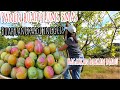 PANEN BUAH GOLDEN PLUMS / GREENGAGE PLUMS || BUAH LANGKA TIDAK SELALU ADA DI SUPERMARKET