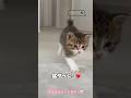 ママが名前を呼ぶと猛ダッシュで走って来る子猫が可愛いすぎる#shorts #保護猫 #子猫 #赤ちゃん猫
