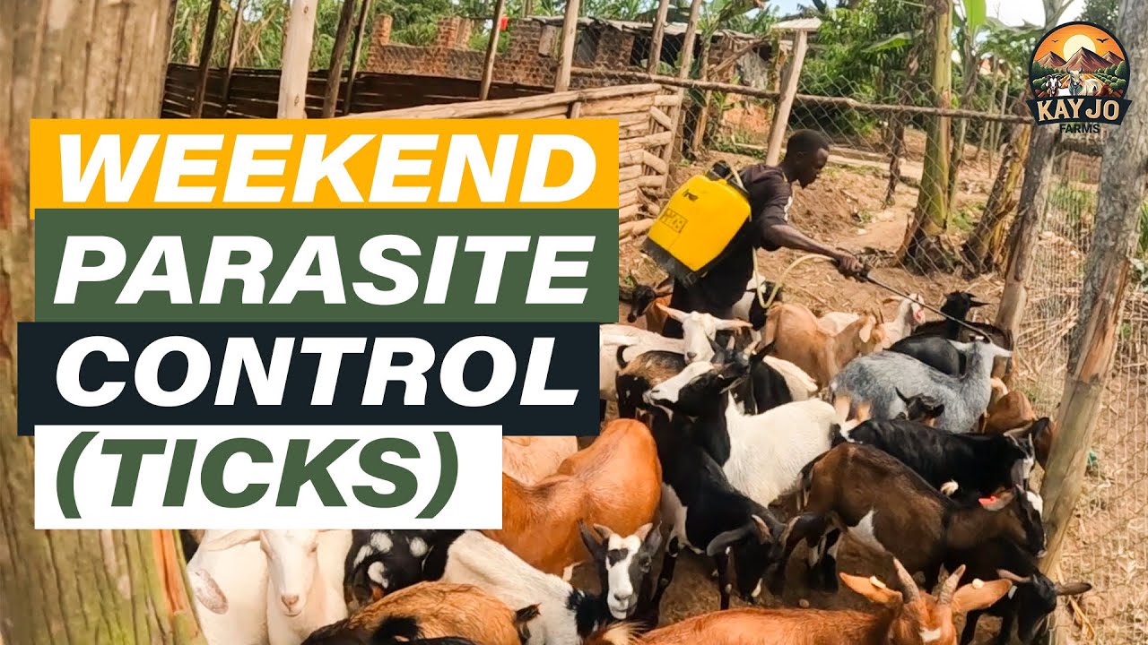 Борьба с паразитами в выходные: как мы опрыскиваем наших коз | Эпизод 96 #козоводство