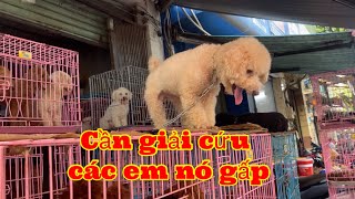 Khám phá chợ chó mèo lớn nhất Sài Gòn Cần giải cứu các em nó/ chuyện quê tôi