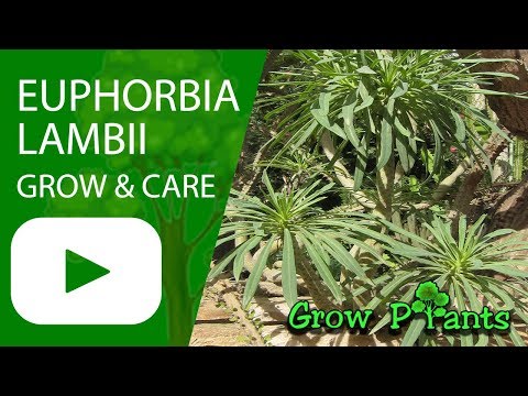 Euphorbia lambii - growing and care