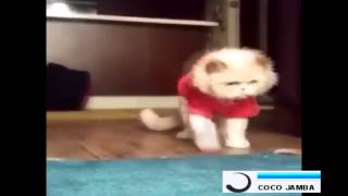 Кот Майкла Джексона Кот Майкла Джексона