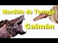 Mordida de tortuga Caimán / SpyderÑa