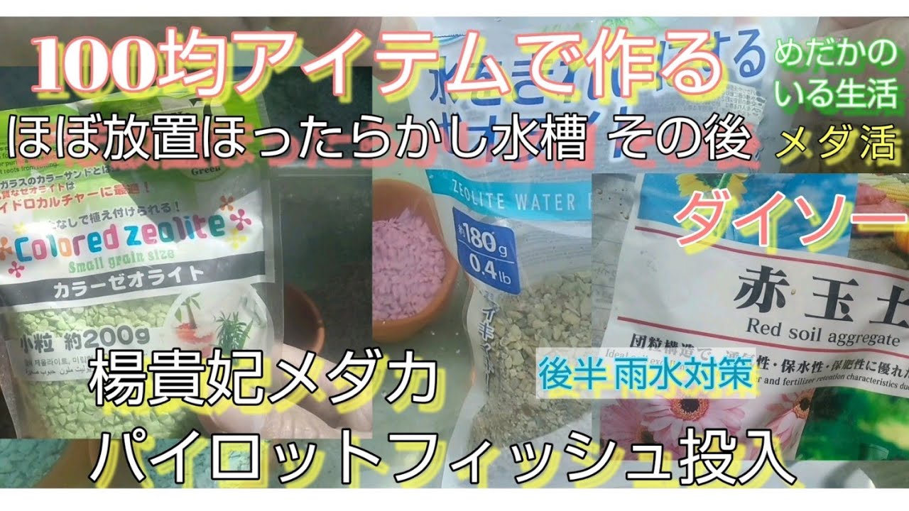 メダカ メダ活 ダイソーアイテムでほぼ放置 屋外水槽 その後 後半は雨水対策法 Youtube メダカ メダ活 ダイソーアイテムでほぼ放置 屋外水槽 その後 後半は雨水対策法 Youtube