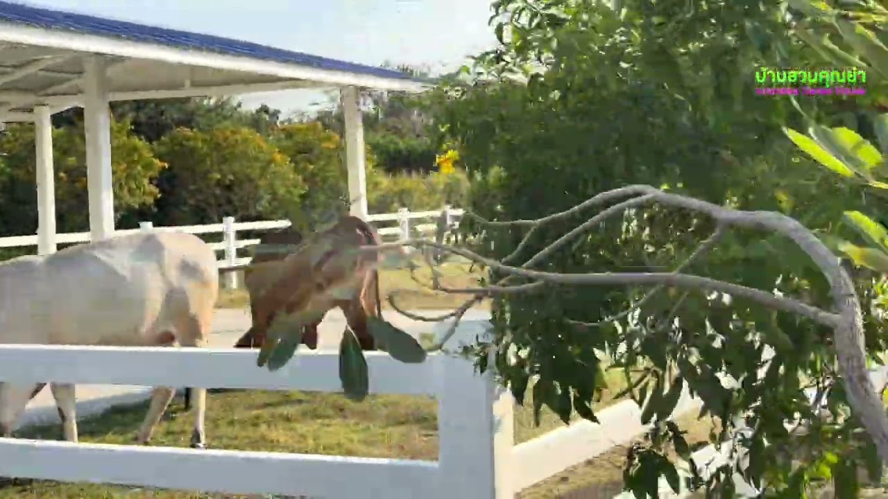 น้องวัวเข้าบ้านใหม่ครั้งแรกนางดีใจจนใจสลาย บ้านสนคุณย่าโรส Grandma Garden House EP.178