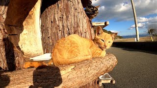 猫島にある手作り猫ハウスがオシャレ過ぎる