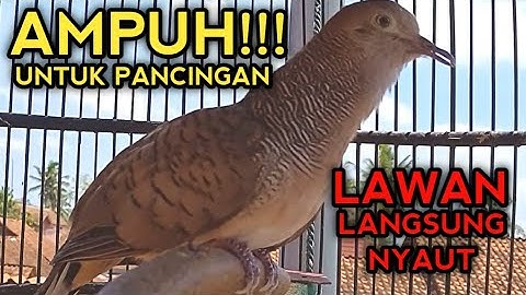 MANTAP!! PANCINGAN PERKUTUT BANGKOK SUPAYA BUNYI BIKIN PERKUTUT BANGKOK CEPAT GACOR 
