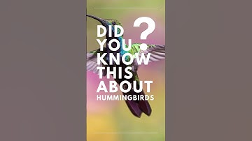 Did You Know This About Hummingbird  ? #shorts