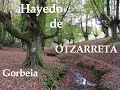 Hayedo de Otzarreta, Gorbeia 4K