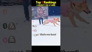 A naughty dog at home #foryou #funny #pets #funnymoments #cute #dog #puppy #cutedog #funnytiktok