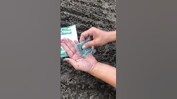 How to plant red onion seeds. #redonions  #farmerlife  #proudfarmer #agriculture