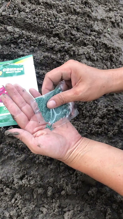 How to plant red onion seeds. #redonions  #farmerlife  #proudfarmer #agriculture