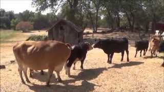 Cows Run With Joy After Meeting New Friends