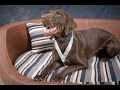 Frida - German Shorthaired Pointer - 2 Weeks Residential Dog Training UK & USA