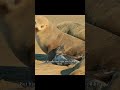While Its Mother Searches for Food, the Young Sea Lion Must Survive Alone#wildlife #animals #shorts